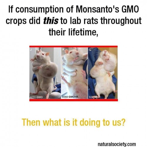 Say NO to GMO! Say no to been used in scientific food experiments!