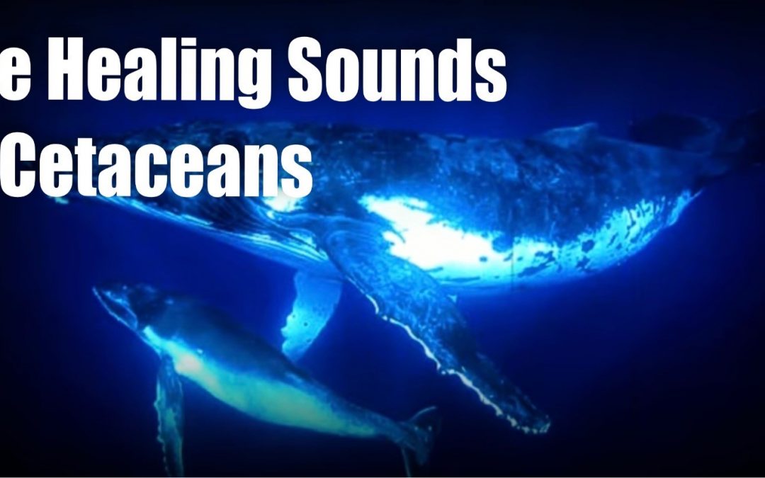 The Healing Sounds of Cetaceans